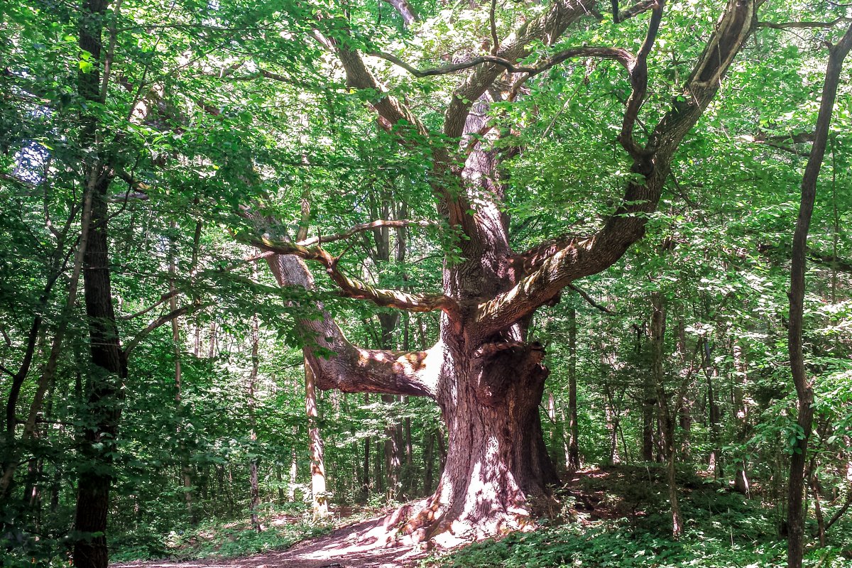 Stejarul secular - 1000 year old Oak
