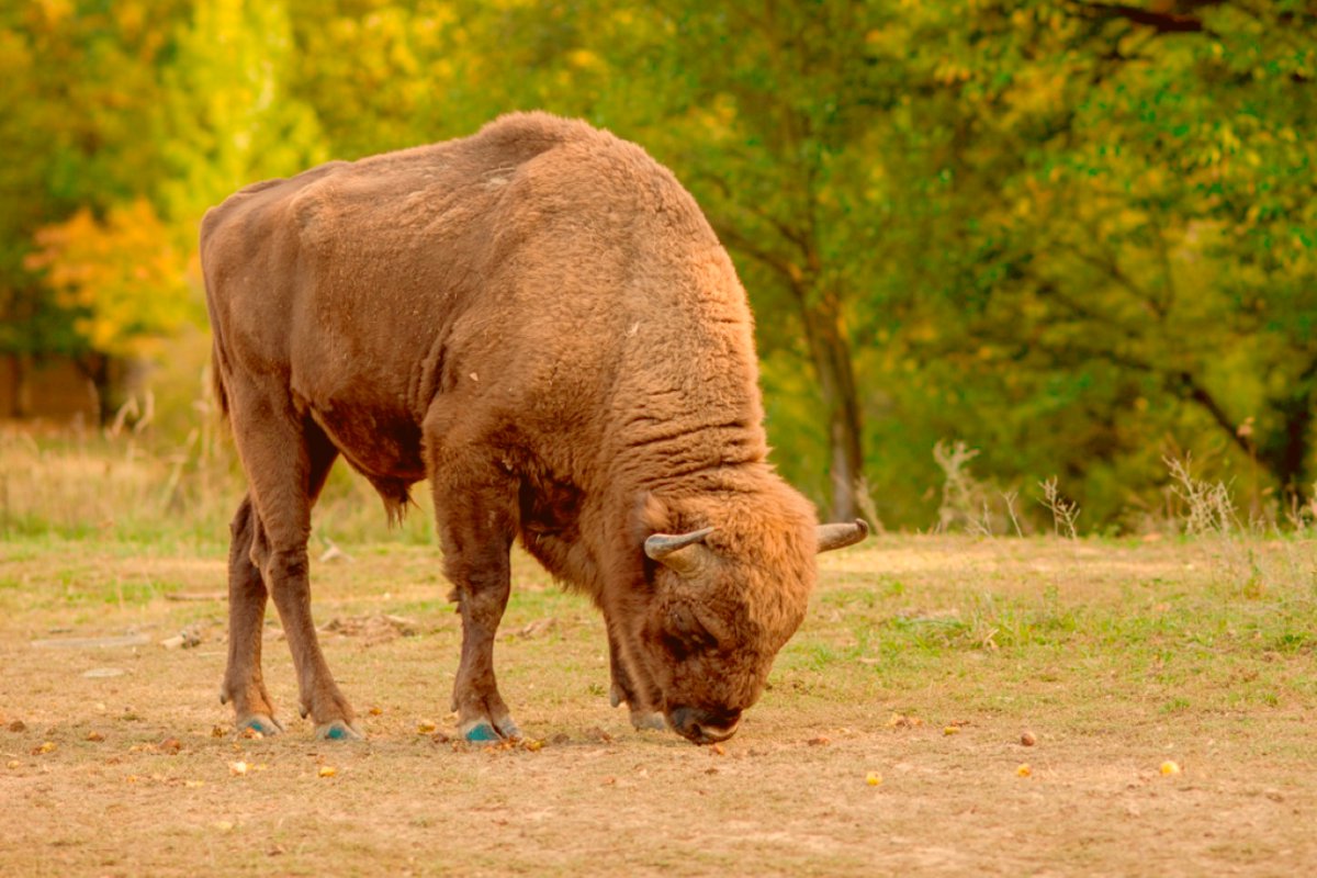 Rezervatia de Zimbri - Reservation of Bisons